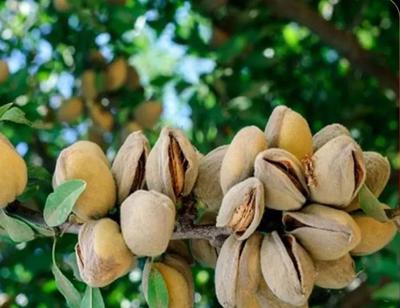 نهال های اصلاح شده ارقام بادام های پیوندی دیرگل در خرم‌آباد
