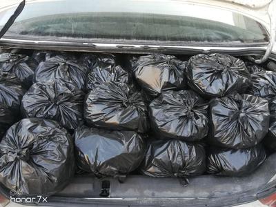 بلوط در برازجان