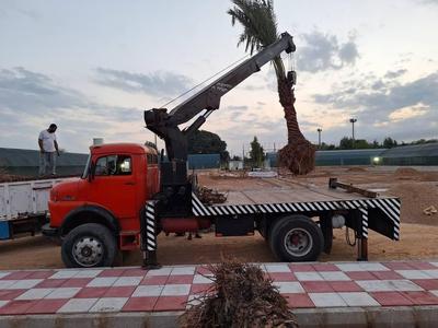 انواع نخل خرما برحی و غیره درخت نهال گل در اهواز