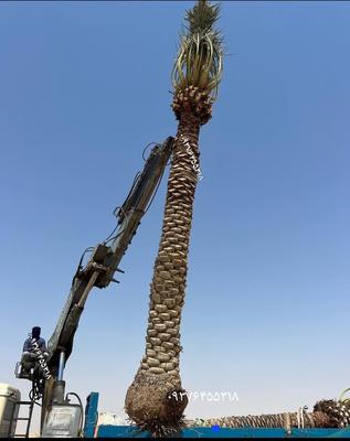 نخل شکلات نخل خرما در اهواز