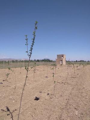 ملک سند دار با سهم آب و برق و گاز در شهر تاکستان در کرج