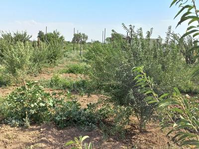 باغ ۱۰۰۰متری سنددار نزدیک شهر در محمدشهر