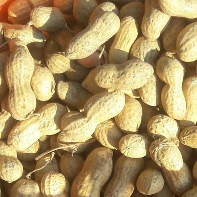 بادام زمینی در پارساباد