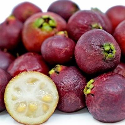 نهال گوآوا چند ساله بارده با میوه در پاکدشت