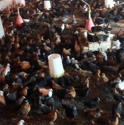 کارگر ماهر پرورش جوجه با جای خواب در جوادآباد