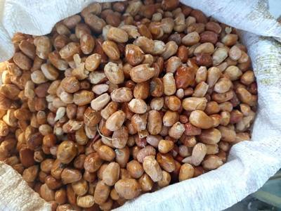 سنجد آسیابی در قم