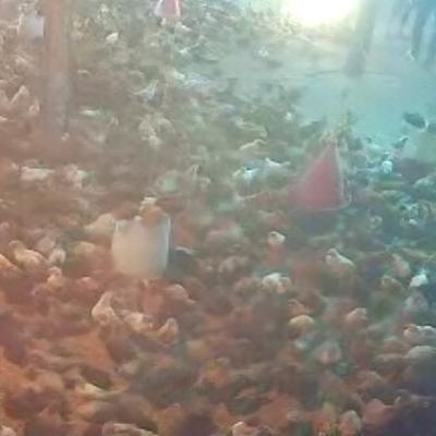 کارگر مرغداری با جای خواب در جوادآباد