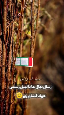 فروش ویژه انواع نهال های پیوندی و اصلاح شده در اردبیل