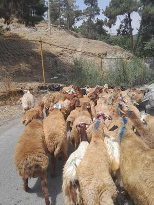 گوسفند سرا،با تمامی نژادهای موجود در تهران