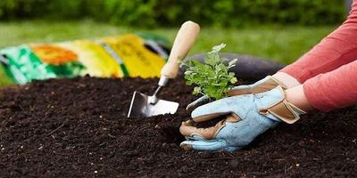 خاک آلی Organic Soil در اصفهان