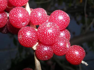 نهال انگور ژاپنی .سیلور بری در پاکدشت
