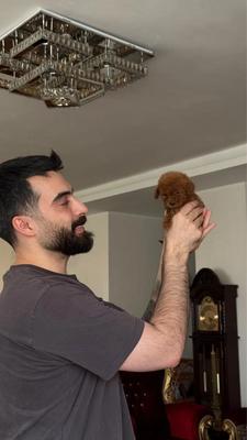 تدی پو‌دل دارک رد در گرگان