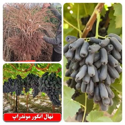 فروش ویژه نهال انگور موندراپ در اردبیل