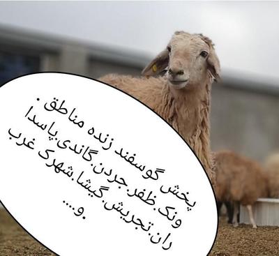 ٪گوسفند فروشی پایتخت .خرید حضوری وارسال بره زنده در تهران
