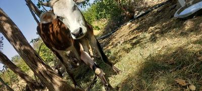 فروش‌گاو‌ماده‌سرحال در جیرفت