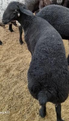 قوچ ۲ و۵ سال در ساوه