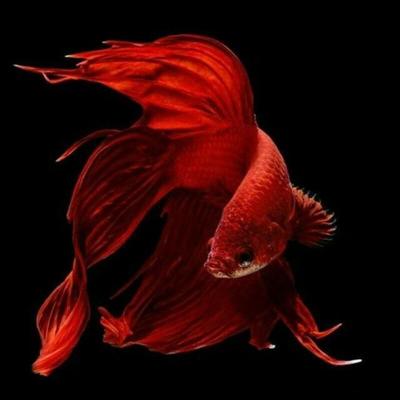 فروش ویژه ماهی فایترهای کلکسیونی آبزی پروری توس در تهران