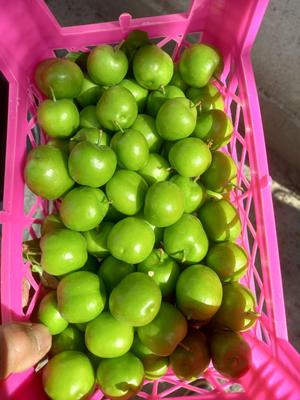 گوجه سبز تازه برداشت روزانه در تهران
