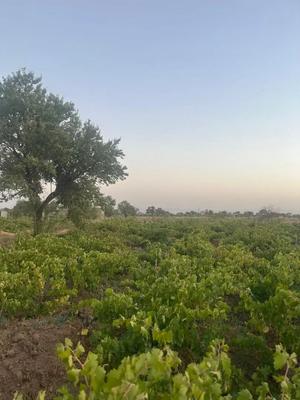 این باغ و باغچه ۵۰۰ متر در شهر تا کستان در کرج