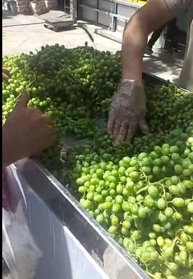 دستگاه بروز آبغوره گیری آبلیمو گیر آب غوره آتی ساز در تهران