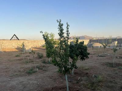 باغ در شاهین‌شهر