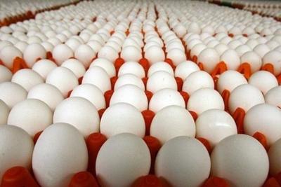 قیمت عمده تخم مرغ تاریخ دارتضمینی در تهران