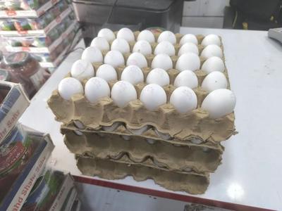 فروش تخم مرغ در برازجان