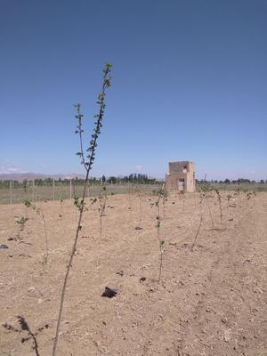 باغ 1800 متری سنددار با 170 نهال میوه در تاکستان در کرج