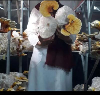 قارچ گانودرمای اصل تقویت سیستم ایمنی بدن در تهران