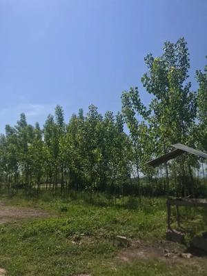 تهران برهمت ۲۱هزارمتروکریمخان بالای۲۰۰۰متر در رضوانشهر