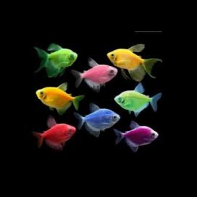 ماهی کالر و زبرا عمده/ آبزی پروری توس/فیش توس در تهران