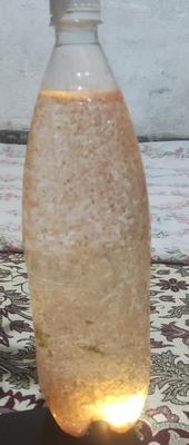 دافنی ماگناما غذای زنده ماهی 1/5 لیتری در خمینی‌شهر
