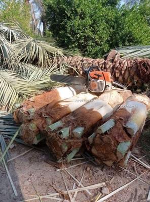 عسل گرده پنیرک جمار ارده لقاح نخل خرما شیره در اهواز