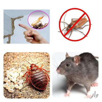 سم پاشی منازل حرفه ی/موریانه عقرب مار سوسک ساس موش در اهواز