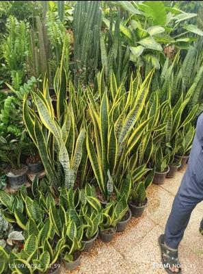 طراحی و نگهداری فضای سبز با تیمی حرفه‌ای در کیش