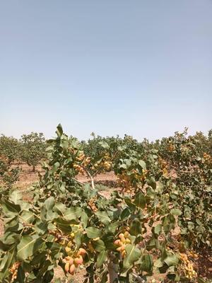باغ پسته وسیع در قم