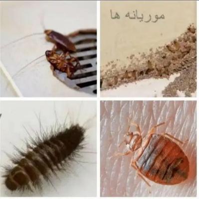 شرکت سم پاشی/موریانه زدایی سمپاشی ساس سوسک ریز موش در اهواز