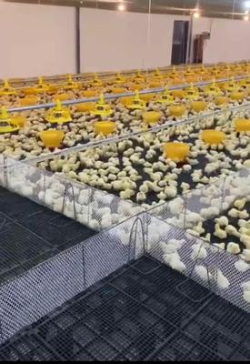 جوجه مرغ گوشتی راس308 در تهران