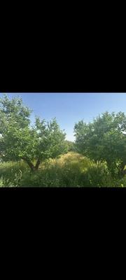 فروش باغچه ۳۰۰ متری در دماوند در دماوند