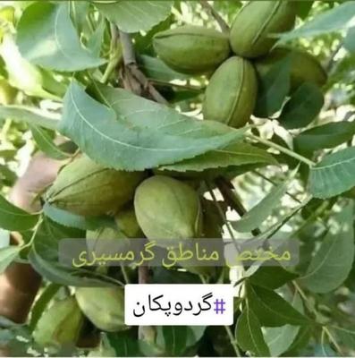 درخت گردو  پکان گرمسیری،نهال گلخانه نهالستان در مشهد