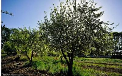 باغچه ۲۰۰۰متری سندی در ملارد