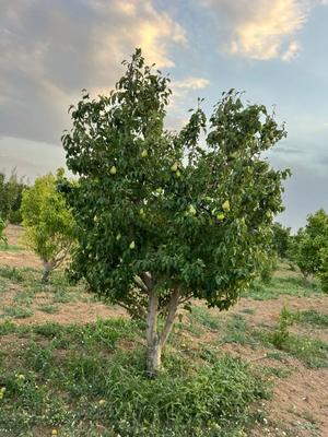 باغ میوه گلابی در شهر تاکستان در کرج