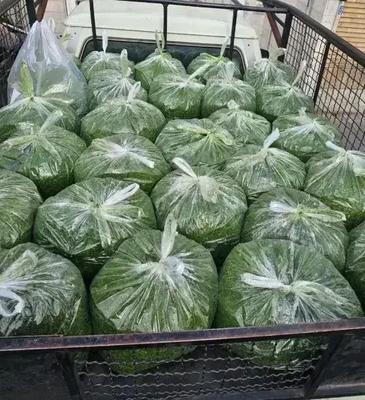 سبزی قرمه کوکو اش و ... خشک و تازه جالیز در نیشابور