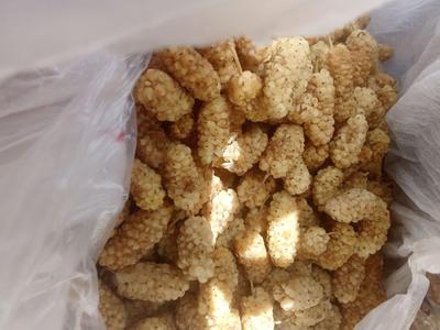 خشکبار در آبیک