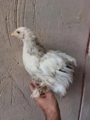 مرغ و خروس برهما در فلوازجان