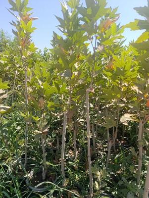 نهال سرزنی شده آماده نهال گلدونی چناربرای دور زمین در خرم‌آباد