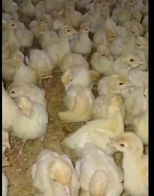 بیوتی عمده و خرده در مریوان