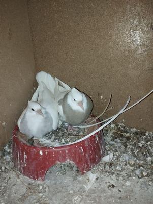 کبوتر طوقی در ایذه
