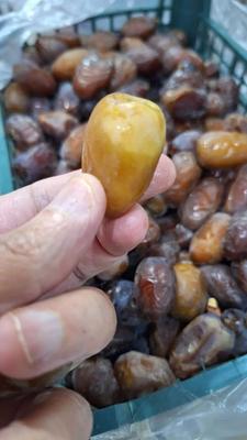 رطب کبکاب دشستان در اهواز