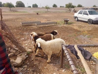 یه عدد بره دو ماه کوچک  موجود در دزفول